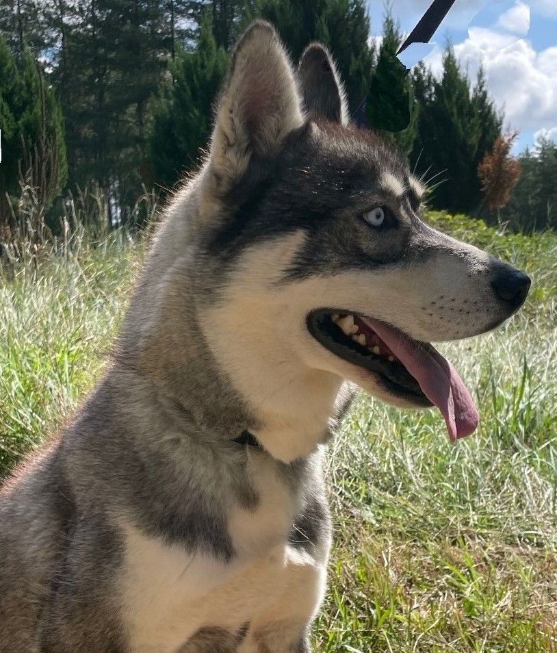 Les Siberian Husky de l'affixe Sophie De Brito