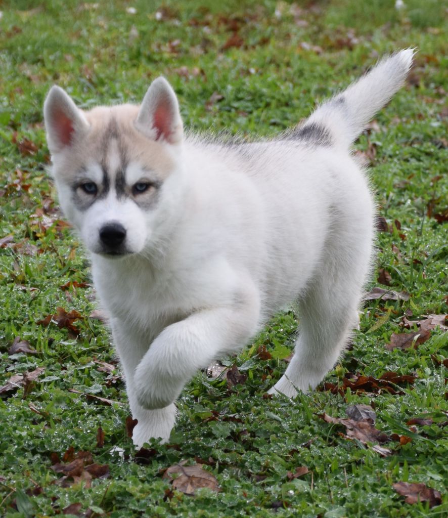 Sophie De Brito - Chiot disponible  - Siberian Husky