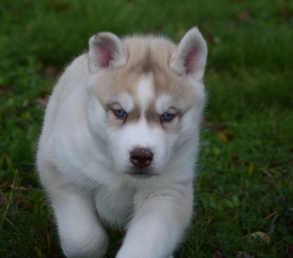 Sophie De Brito - Chiot disponible  - Siberian Husky