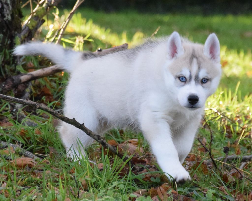 Sophie De Brito - Chiot disponible  - Siberian Husky