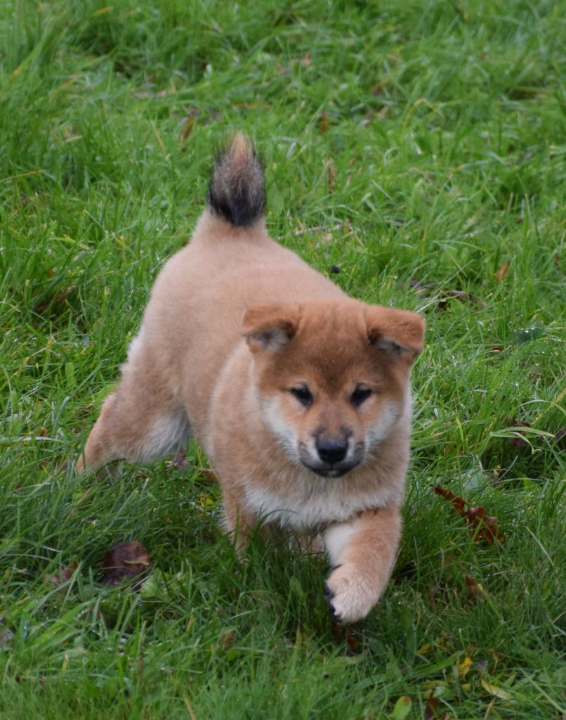 Sophie De Brito - Chiot disponible  - Shiba