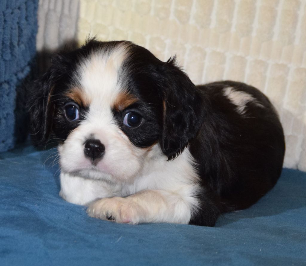 Sophie De Brito - Chiot disponible  - Cavalier King Charles Spaniel