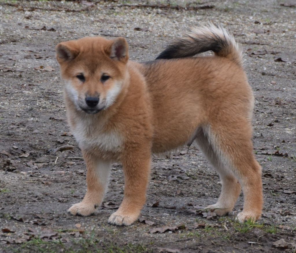 Sophie De Brito - Chiot disponible  - Shiba