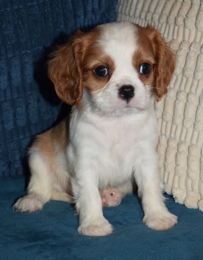 Sophie De Brito - Chiot disponible  - Cavalier King Charles Spaniel