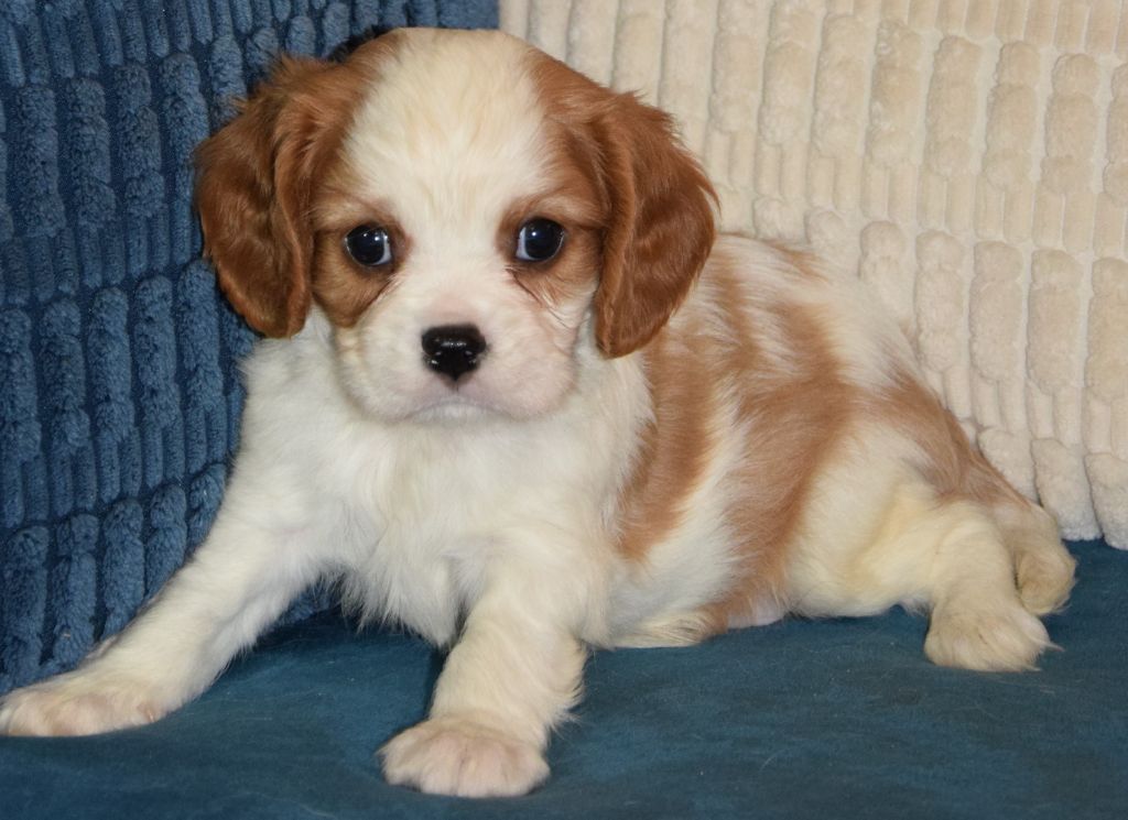 Sophie De Brito - Chiot disponible  - Cavalier King Charles Spaniel