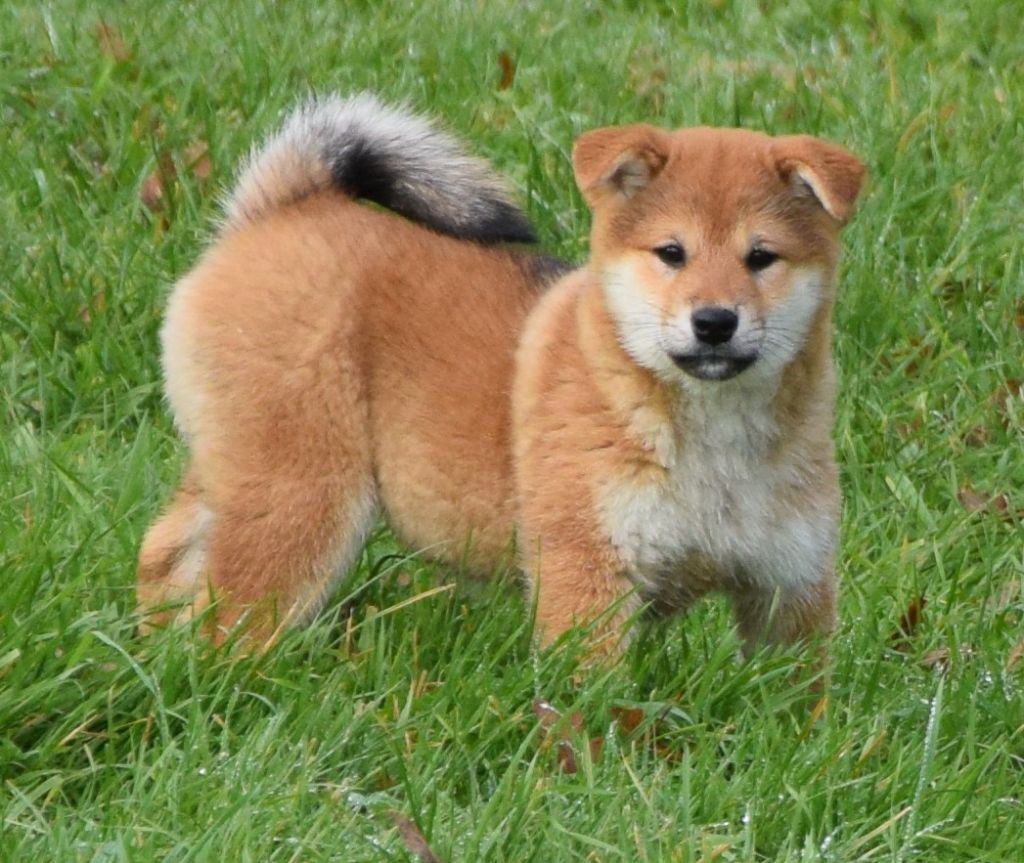 Sophie De Brito - Chiot disponible  - Shiba