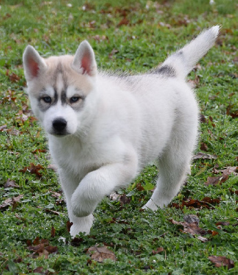 Sophie De Brito - Siberian Husky - Portée née le 19/10/2024