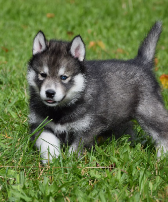 Sophie De Brito - Siberian Husky - Portée née le 21/08/2024