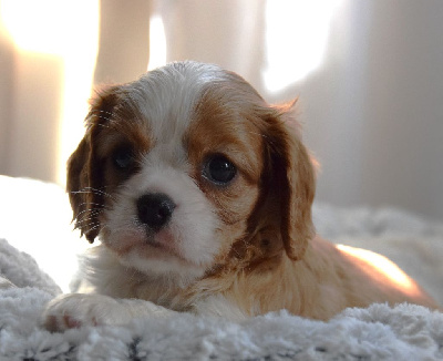 Sophie De Brito - Cavalier King Charles Spaniel - Portée née le 14/03/2024