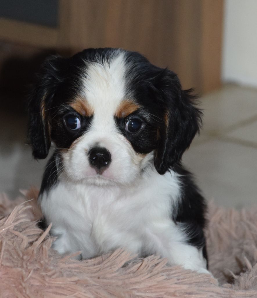 Sophie De Brito - Chiot disponible  - Cavalier King Charles Spaniel