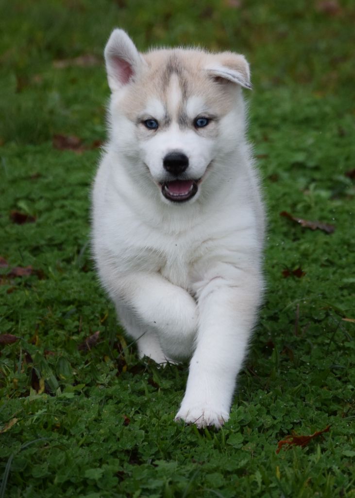 Sophie De Brito - Chiot disponible  - Siberian Husky