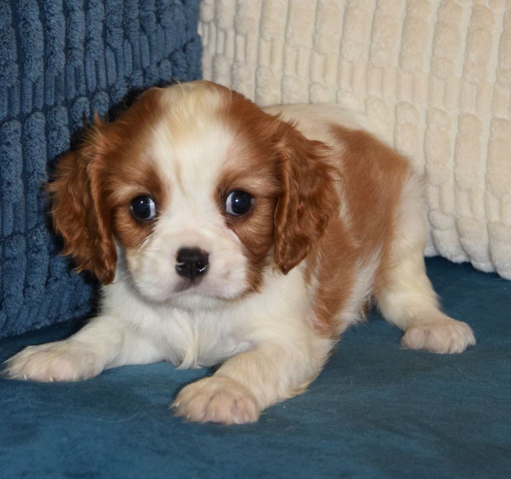 Sophie De Brito - Chiot disponible  - Cavalier King Charles Spaniel