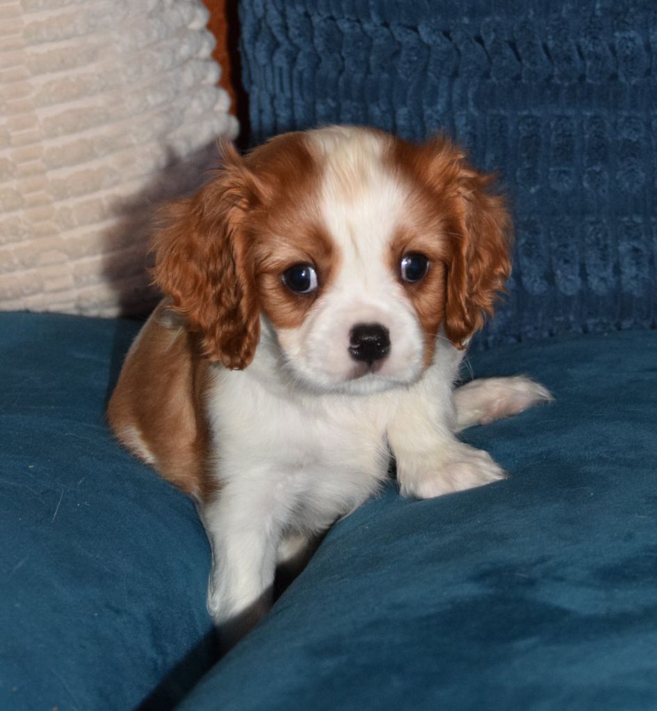 Sophie De Brito - Chiot disponible  - Cavalier King Charles Spaniel