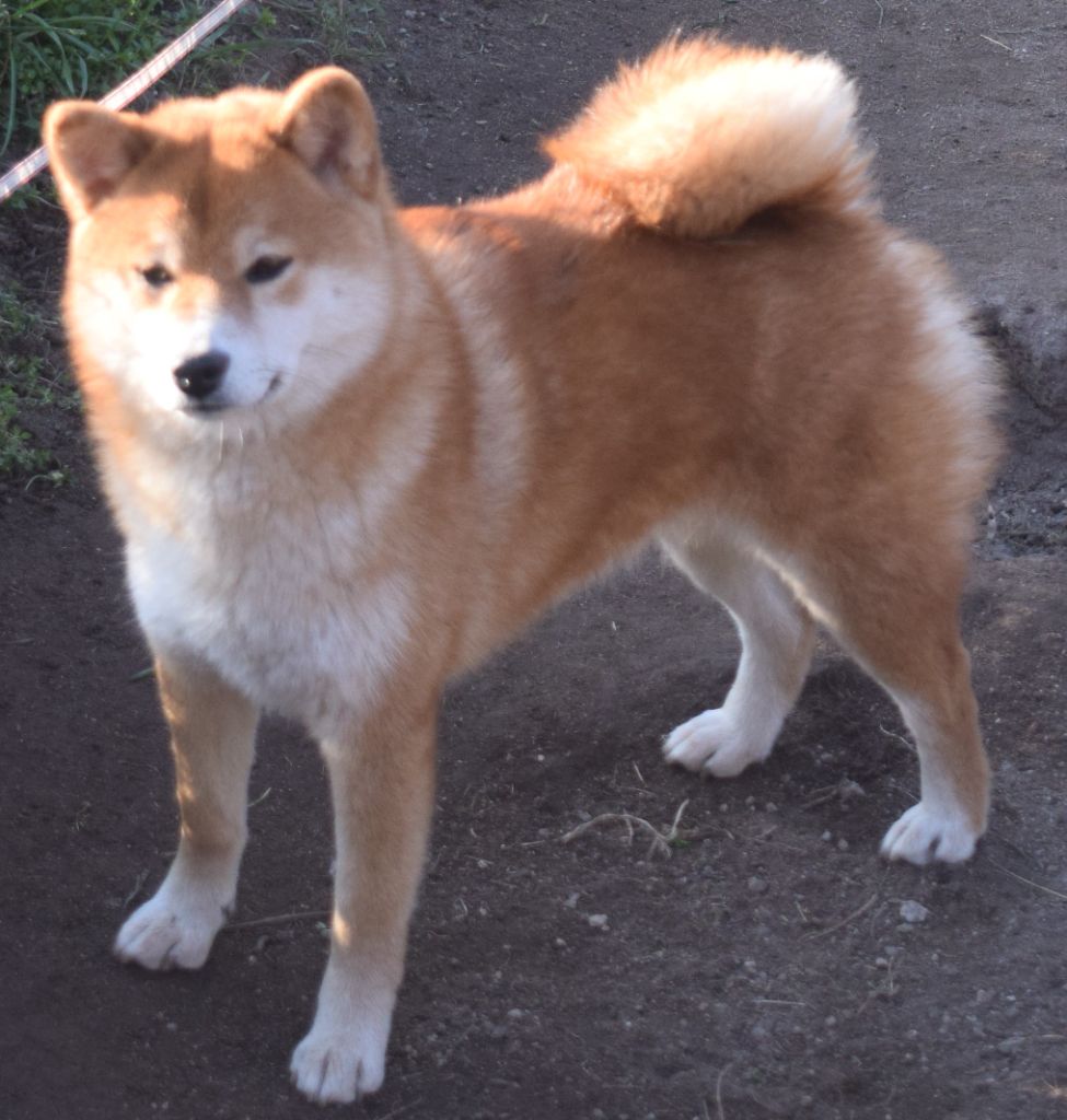 Setsuko (Sans Affixe)