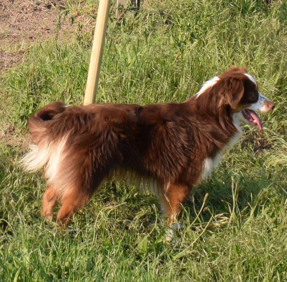 Tosca (Sans Affixe)
