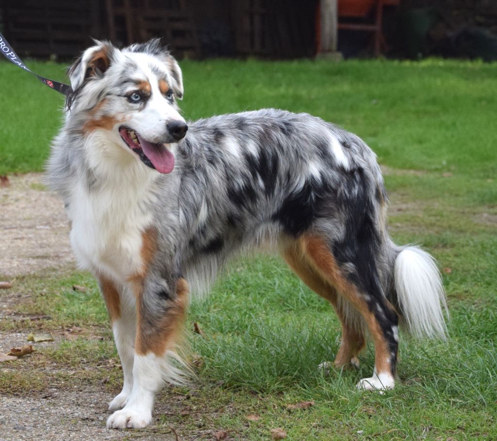 Sugar du Moulin de la Terrasse