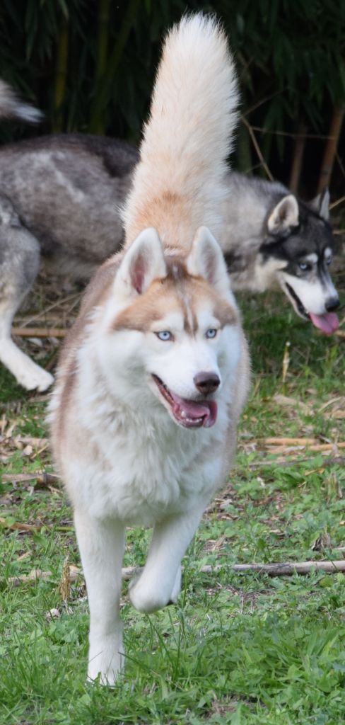 Tala (Sans Affixe)