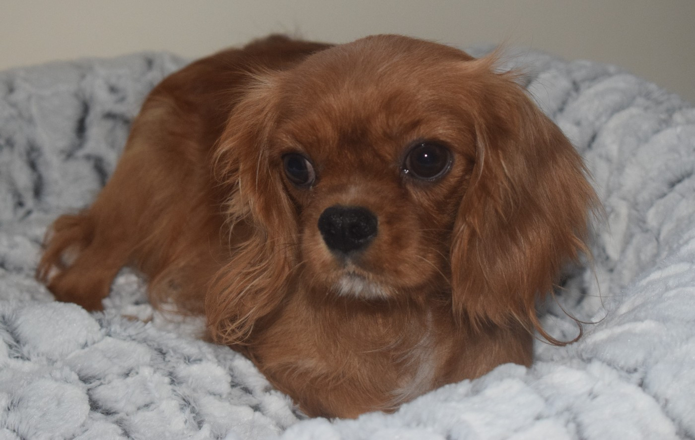 Trompette (Sans Affixe)