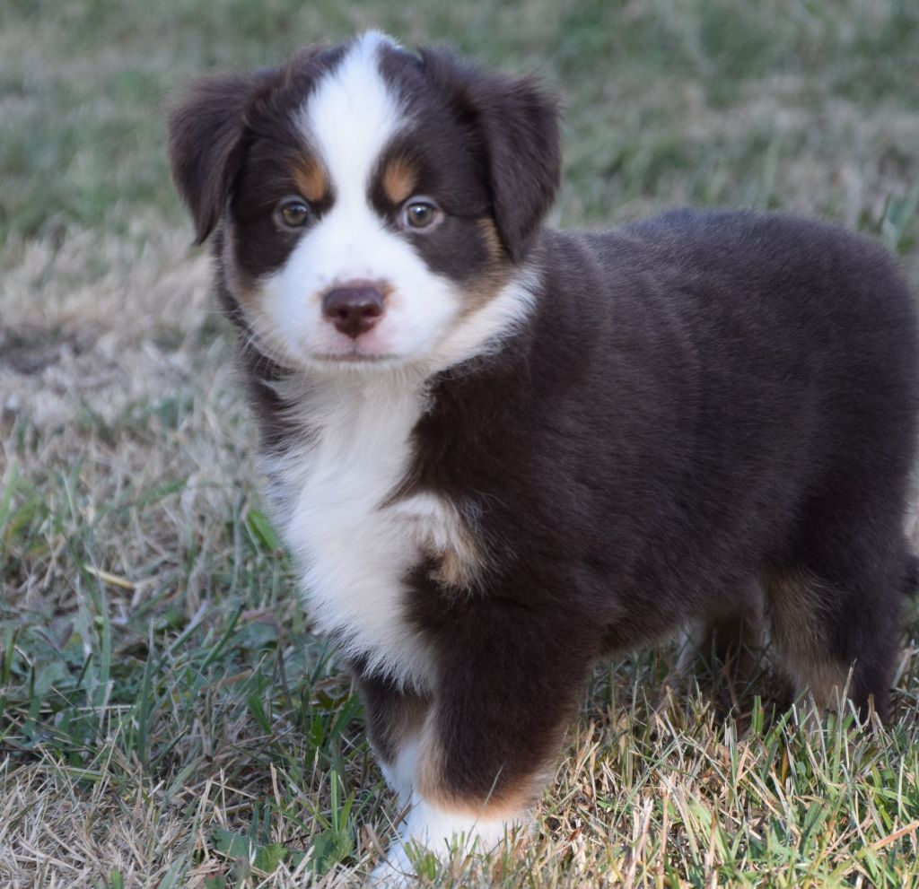 Sophie De Brito - Chiots disponibles - Berger Américain Miniature 