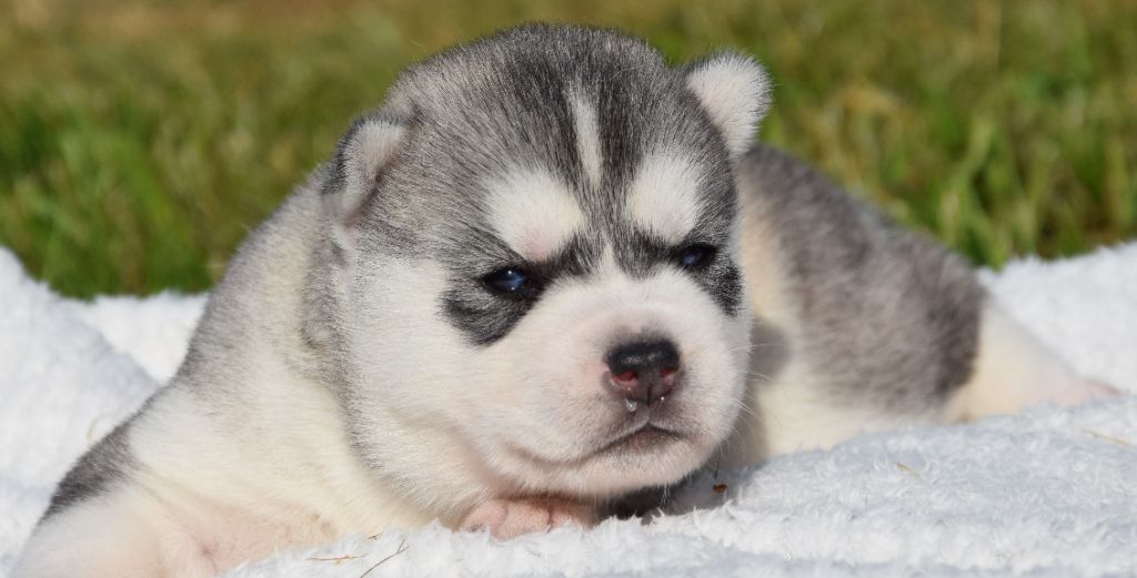 Sophie De Brito - Chiots disponibles - Siberian Husky