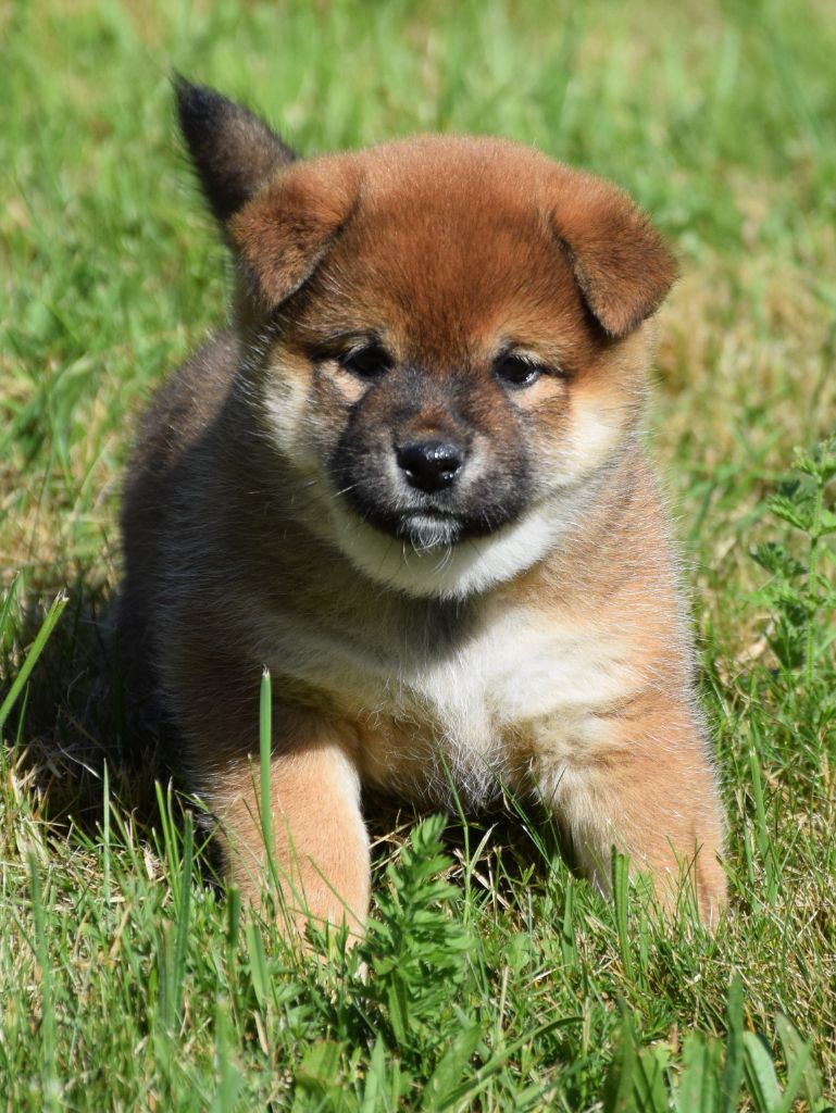Sophie De Brito - Chiots disponibles - Shiba