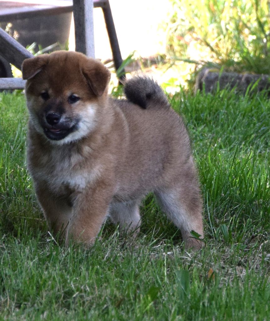 Sophie De Brito - Chiots disponibles - Shiba