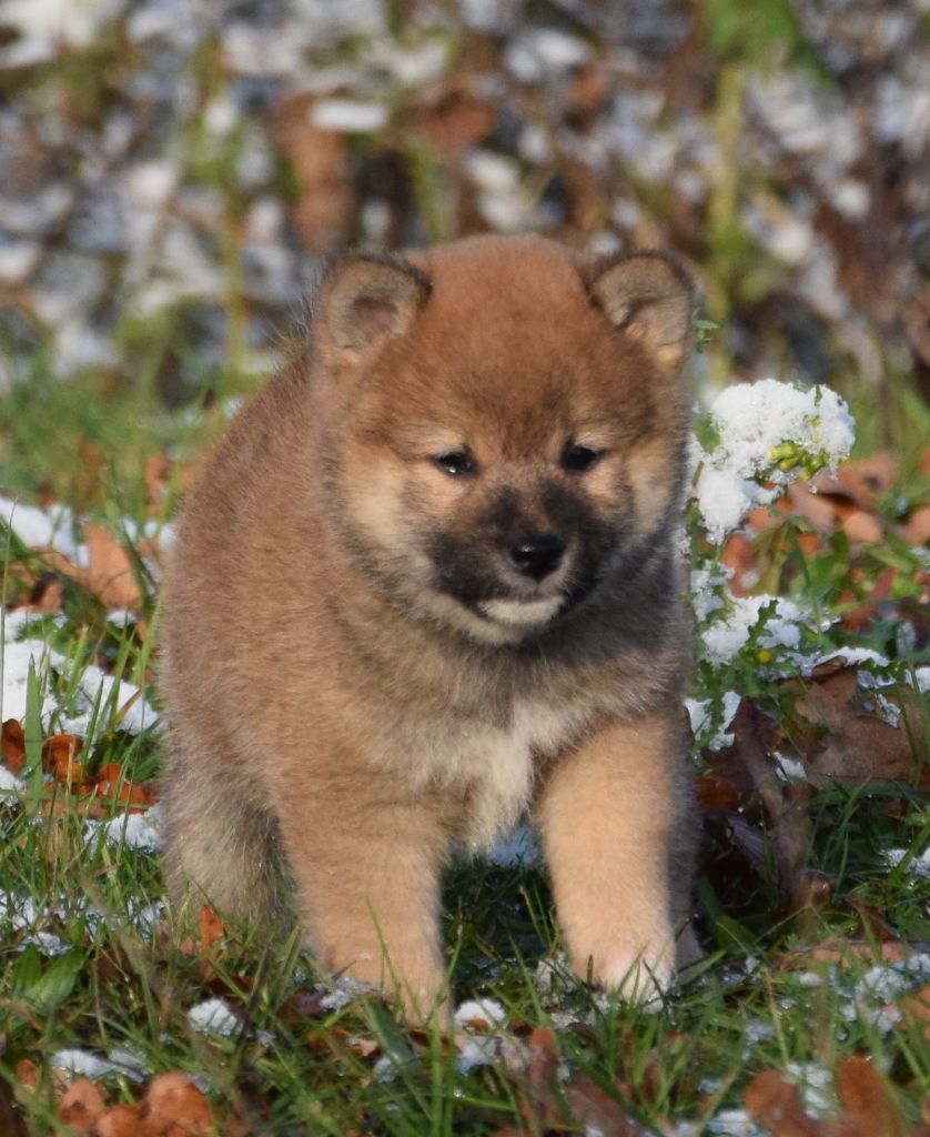 Sophie De Brito - Chiots disponibles - Shiba