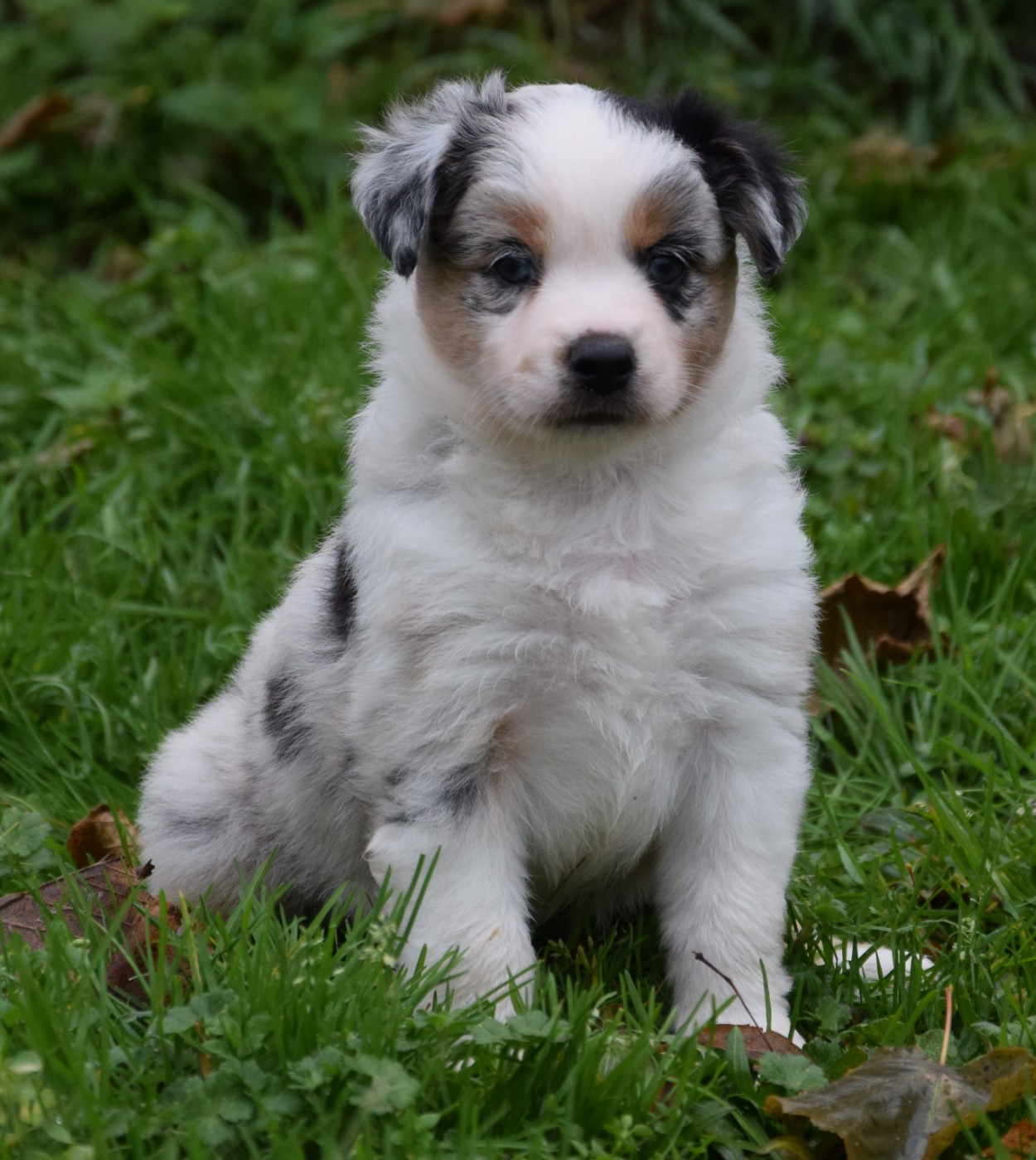 Sophie De Brito - Chiots disponibles - Berger Américain Miniature 