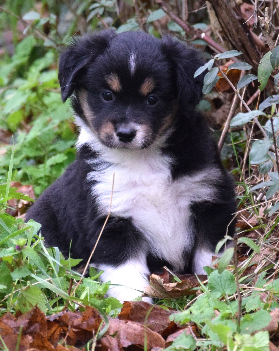 Sophie De Brito - Chiots disponibles - Berger Américain Miniature 