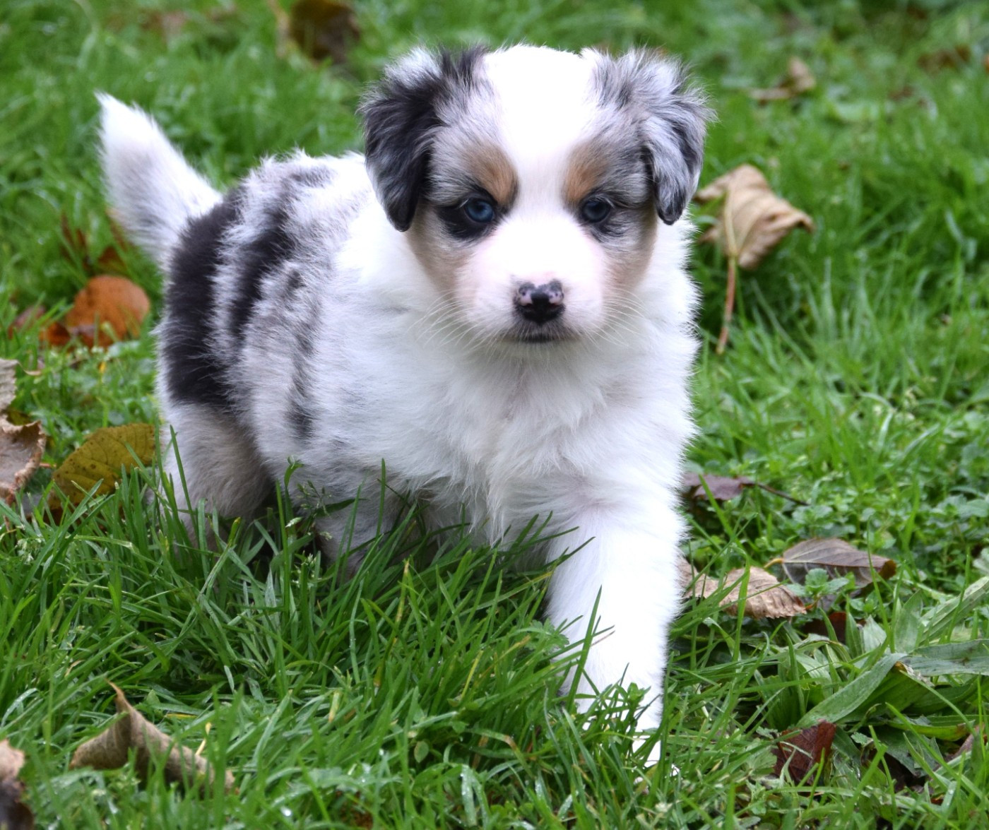 Sophie De Brito - Chiots disponibles - Berger Américain Miniature 