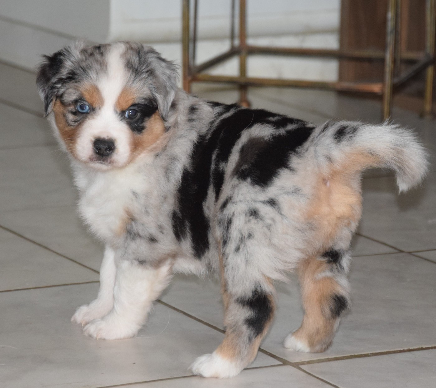 Sophie De Brito - Chiots disponibles - Berger Américain Miniature 