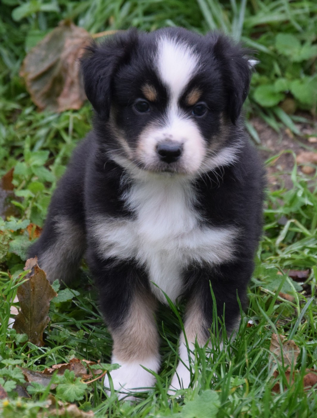 Sophie De Brito - Chiots disponibles - Berger Américain Miniature 