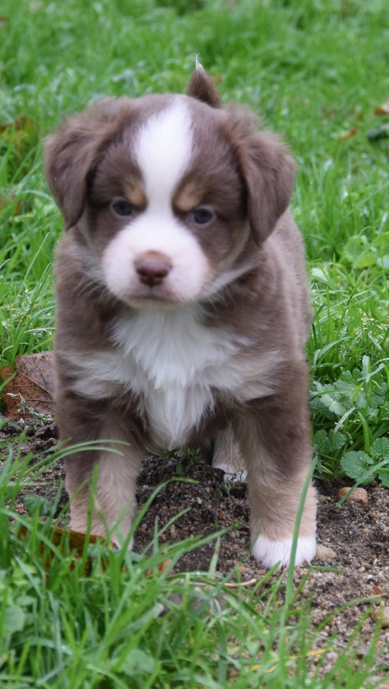 Sophie De Brito - Chiots disponibles - Berger Américain Miniature 