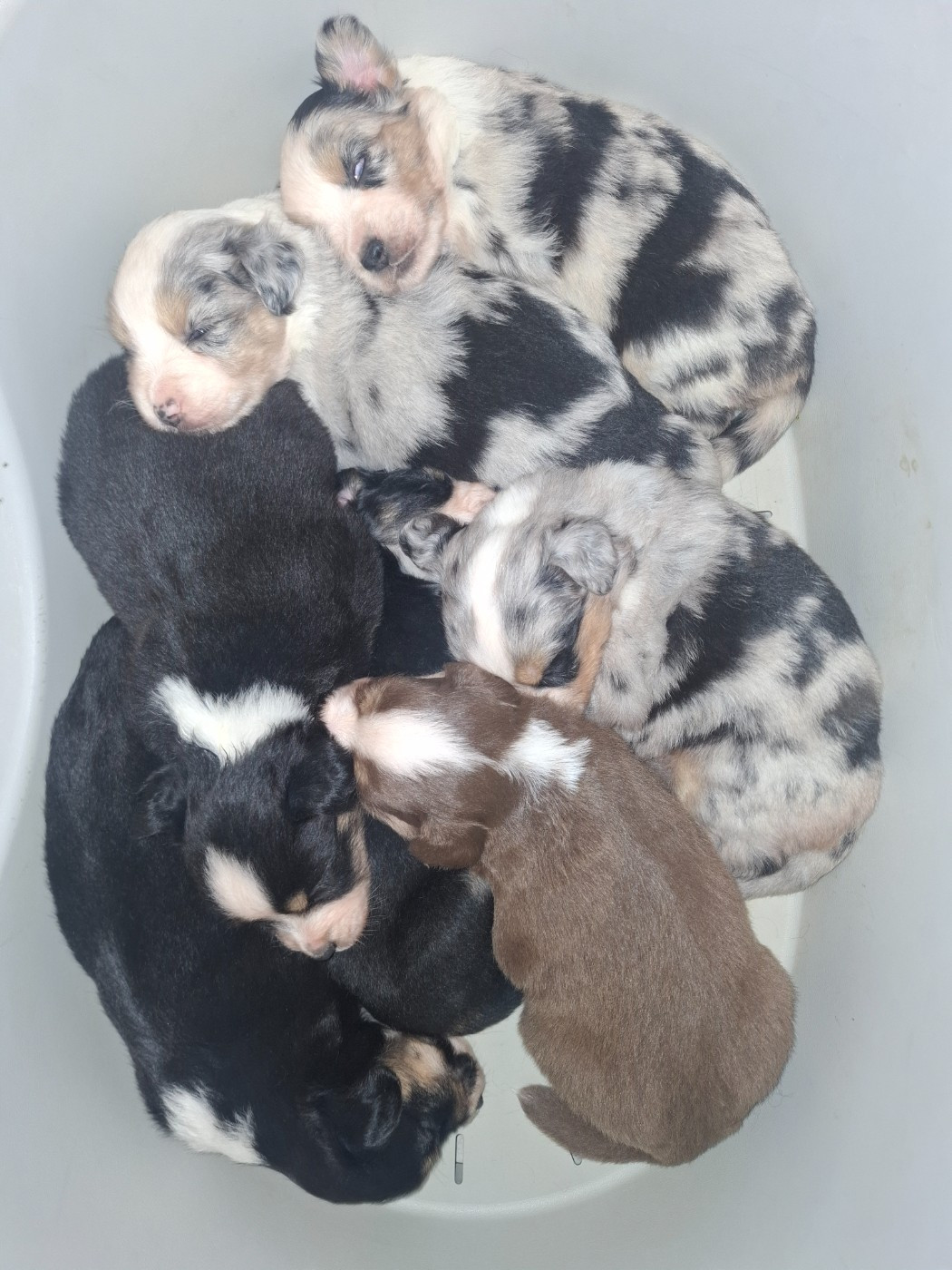 Chiot Berger Américain Miniature  Sophie De Brito