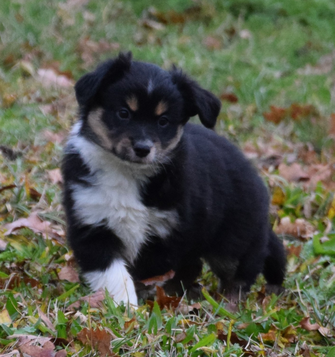 Sophie De Brito - Chiots disponibles - Berger Américain Miniature 