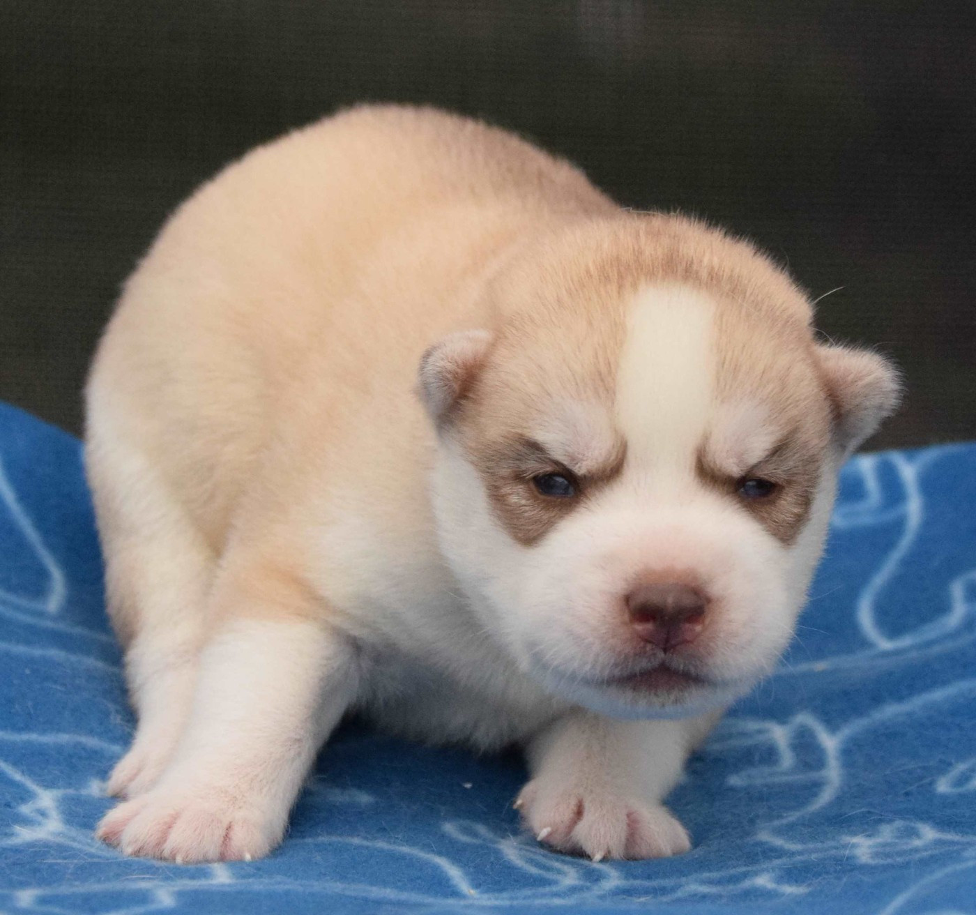 Sophie De Brito - Chiots disponibles - Siberian Husky