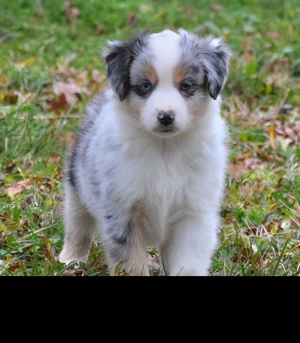 Sophie De Brito - Chiots disponibles - Berger Américain Miniature 