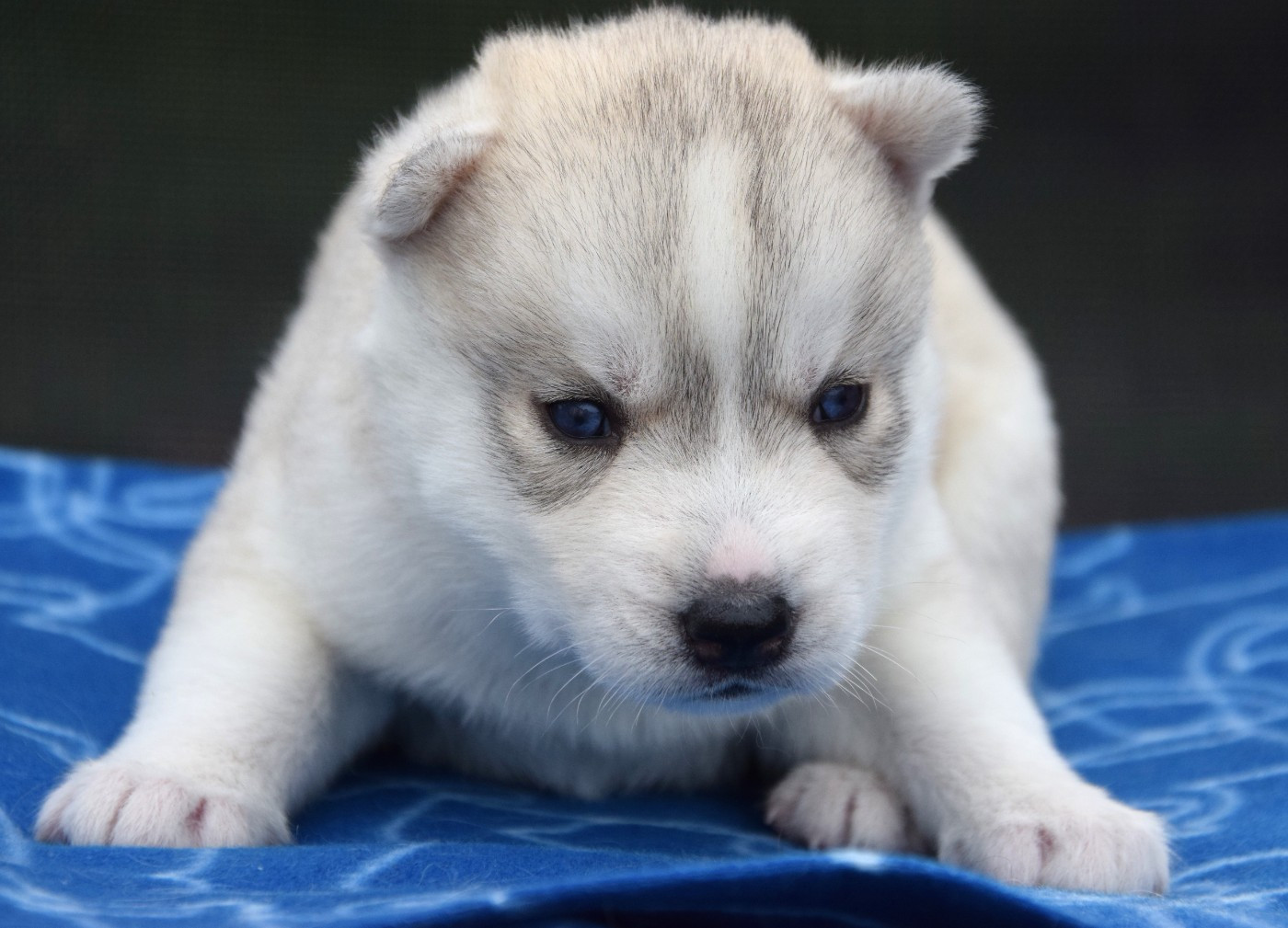 Sophie De Brito - Chiots disponibles - Siberian Husky