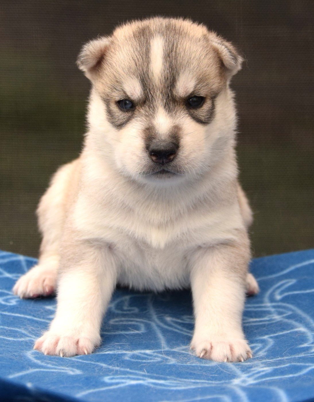Sophie De Brito - Chiots disponibles - Siberian Husky