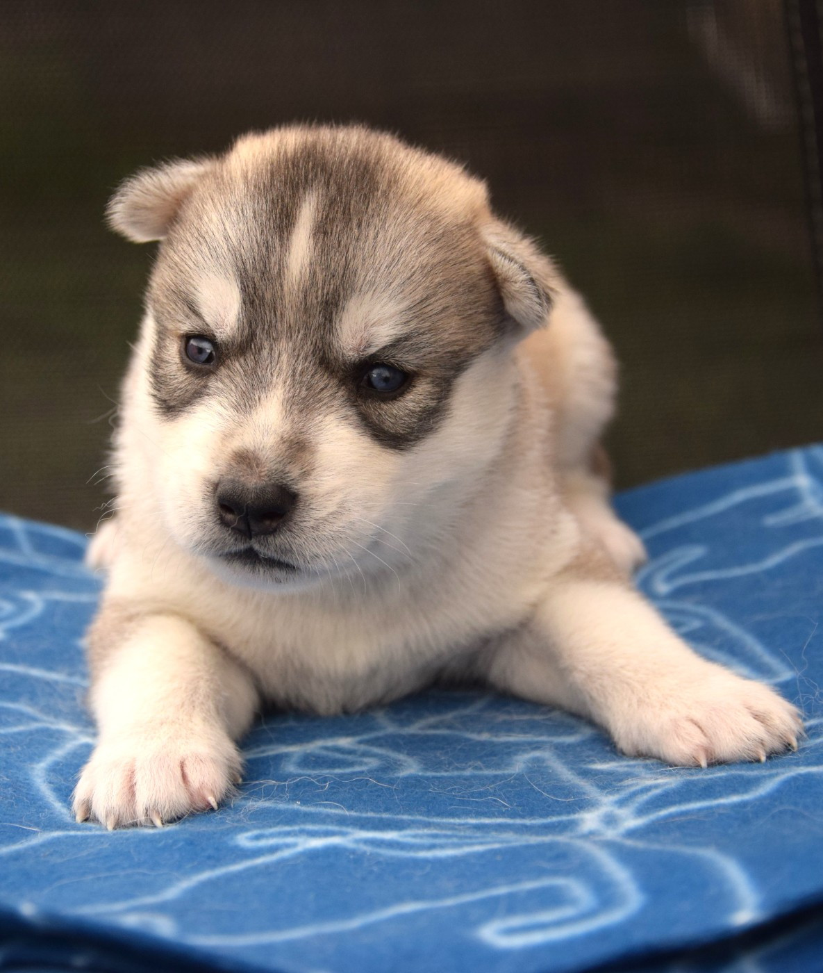 Sophie De Brito - Chiots disponibles - Siberian Husky