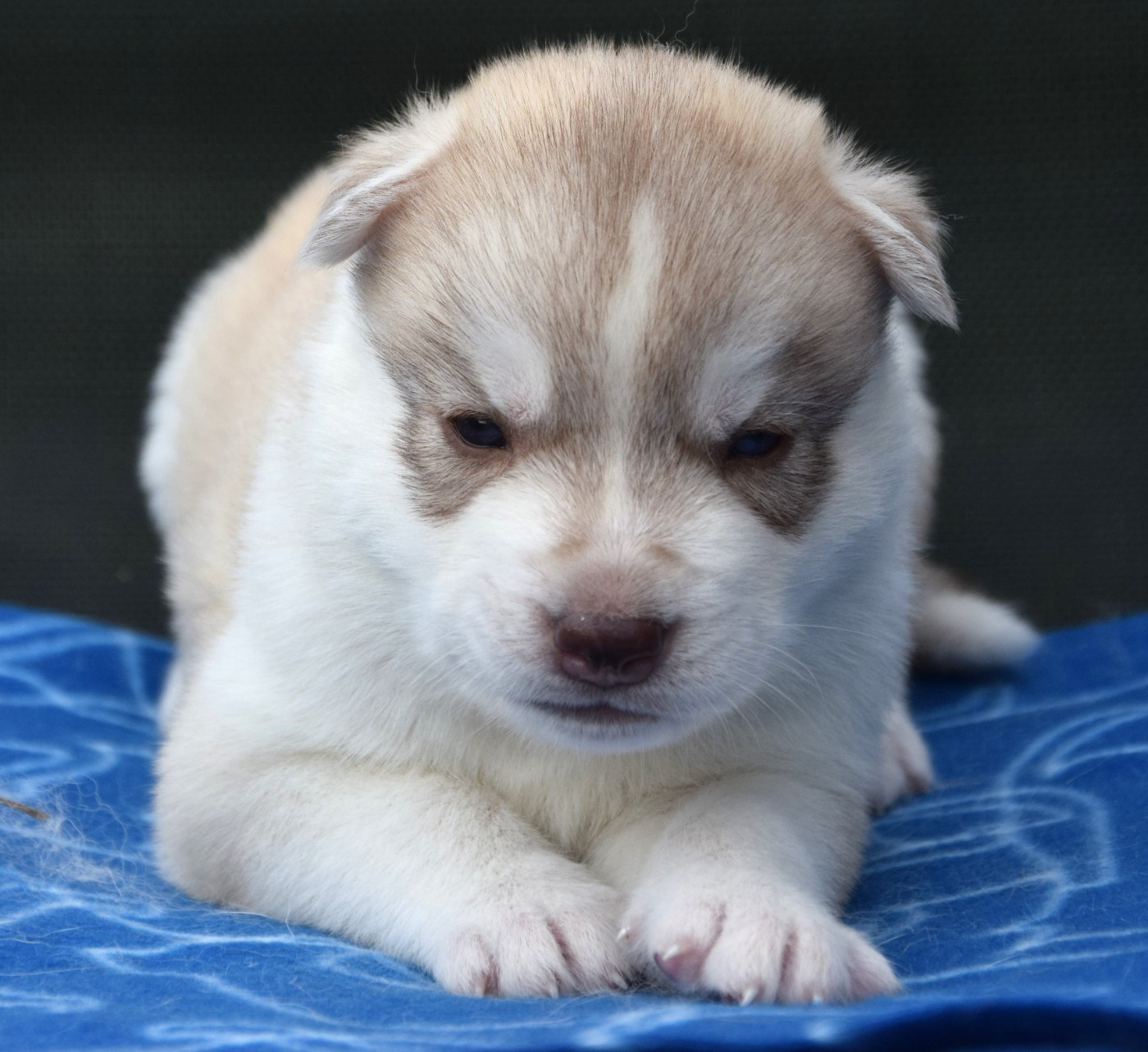 Sophie De Brito - Chiots disponibles - Siberian Husky
