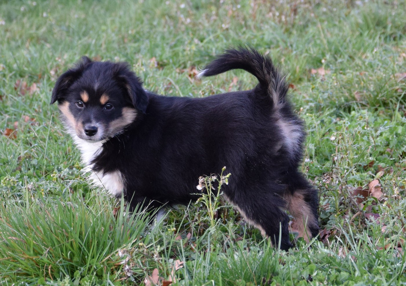 Sophie De Brito - Chiots disponibles - Berger Américain Miniature 