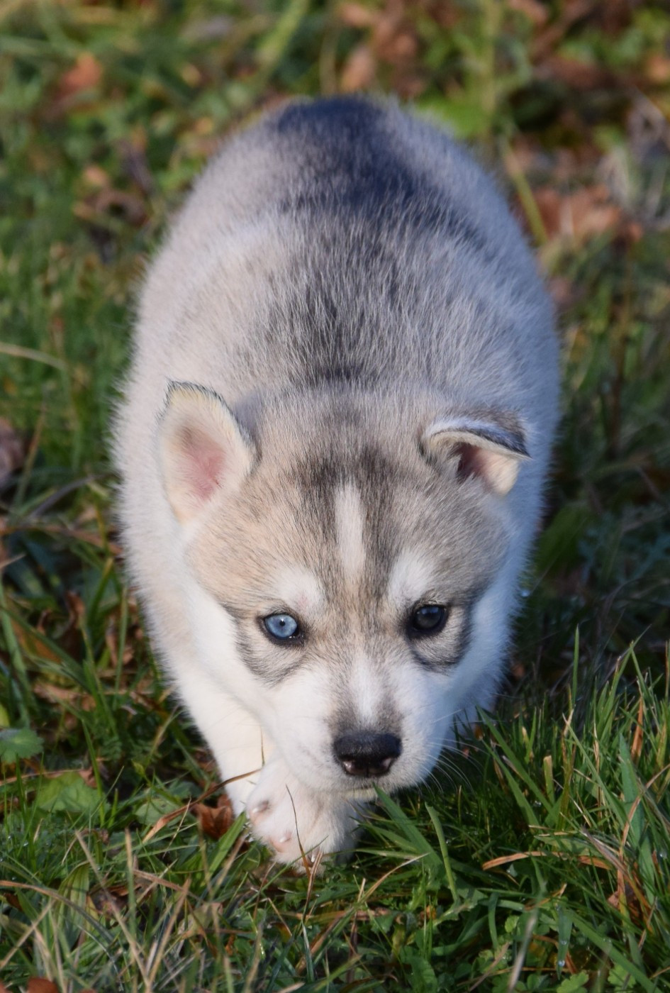 Sophie De Brito - Siberian Husky - Portée née le 02/12/2025