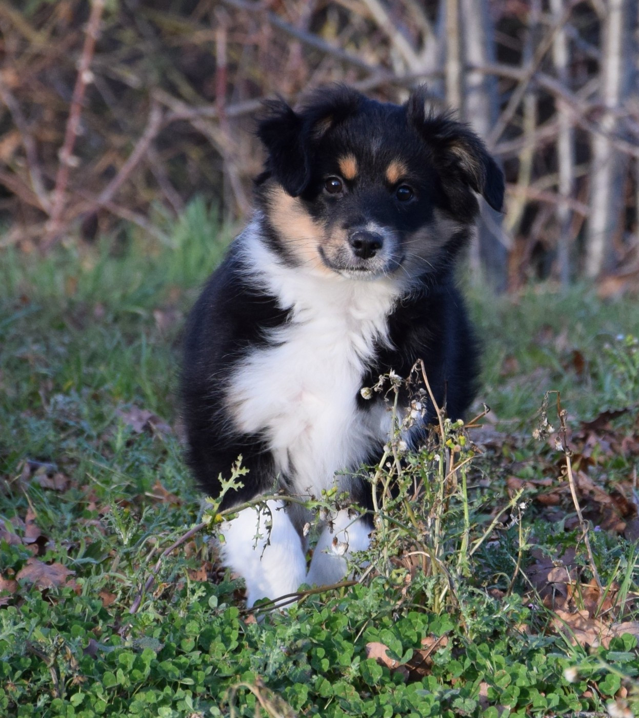 Sophie De Brito - Chiots disponibles - Berger Américain Miniature 