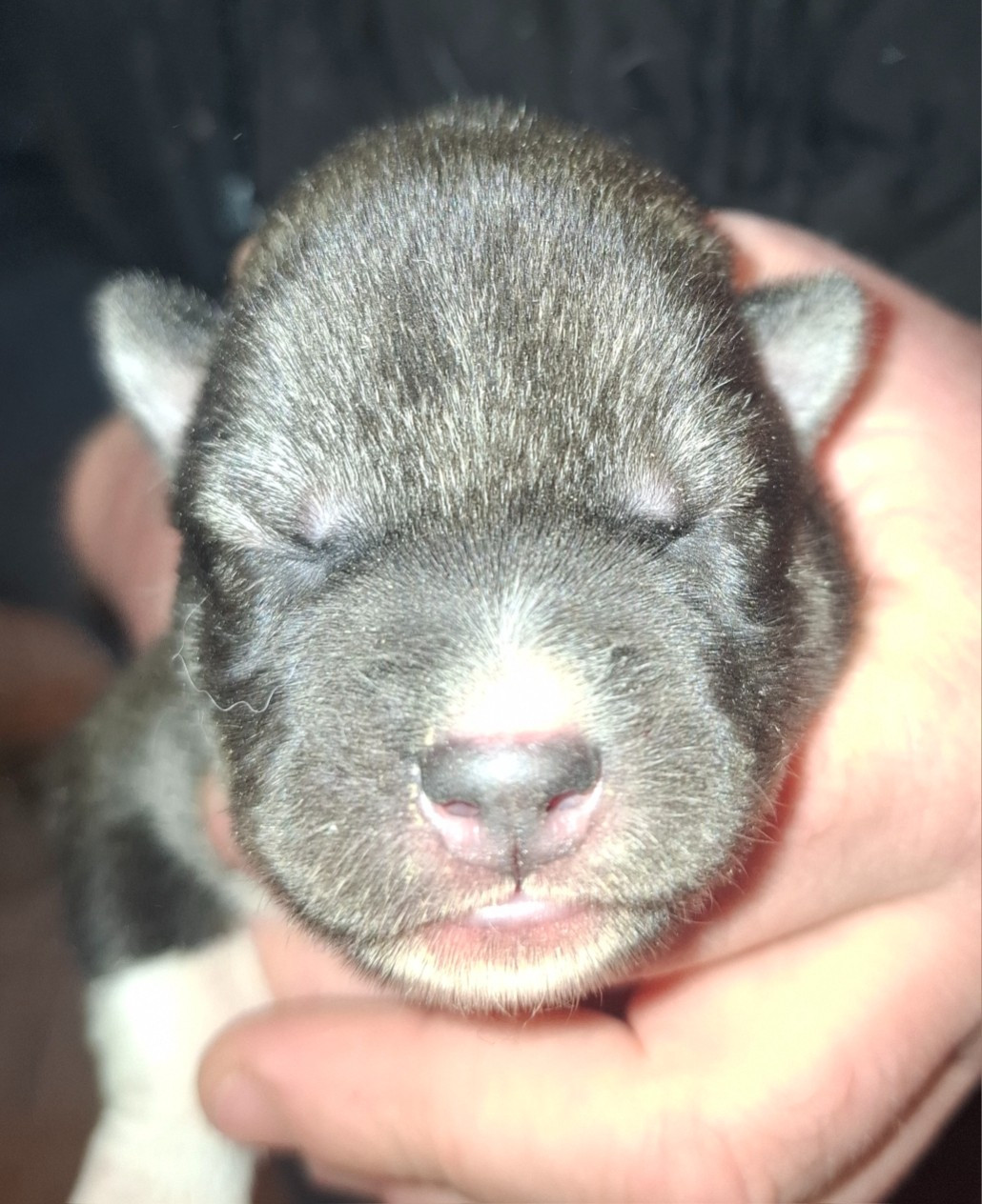 Sophie De Brito - Chiots disponibles - Siberian Husky