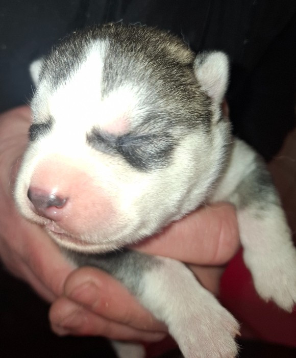 Sophie De Brito - Chiots disponibles - Siberian Husky