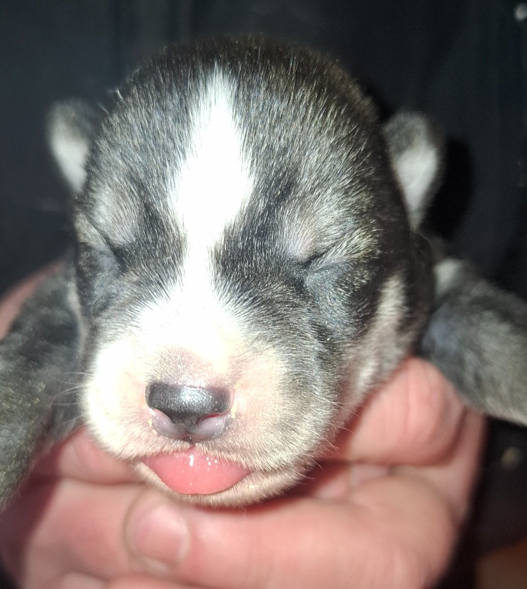 Sophie De Brito - Chiots disponibles - Siberian Husky