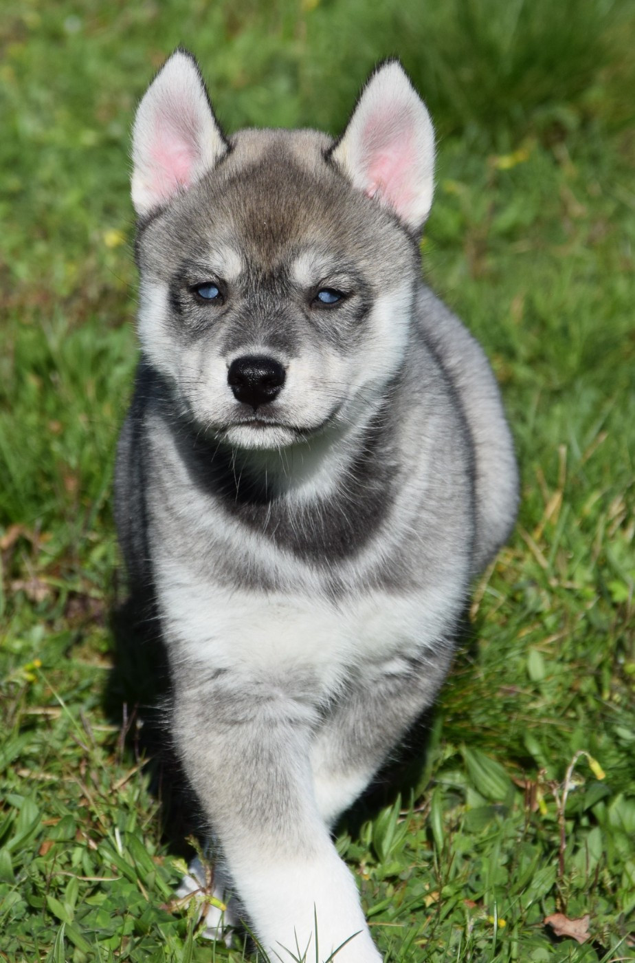 Sophie De Brito - Chiots disponibles - Siberian Husky