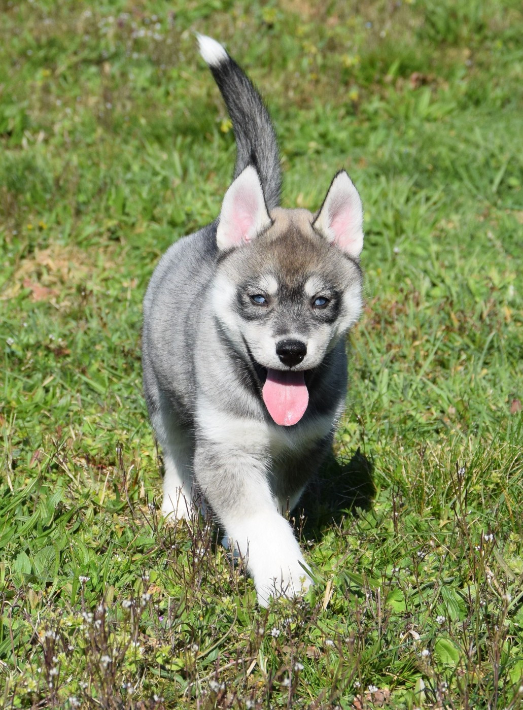 Sophie De Brito - Chiots disponibles - Siberian Husky