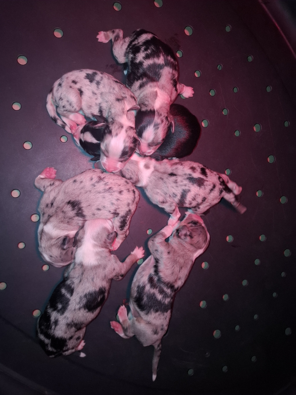 Chiot Berger Américain Miniature  Sophie De Brito